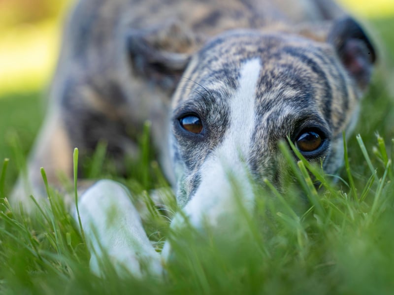 Monty is one of the more traditional names that's popular with Greyhound owners. A shortened version of Montgomery, meaning 'hill of the powerful one', it takes ninth spot.