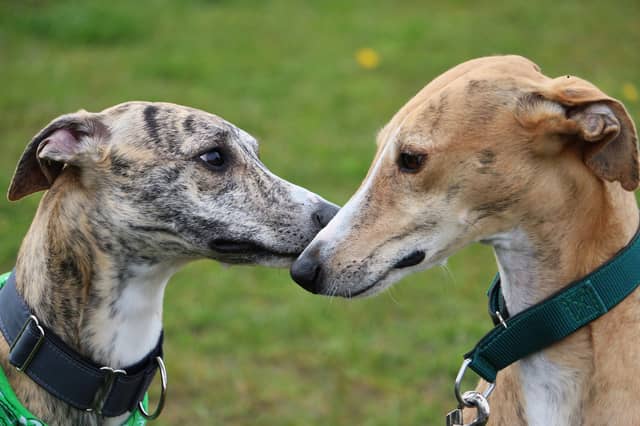 What would you call these good boys?