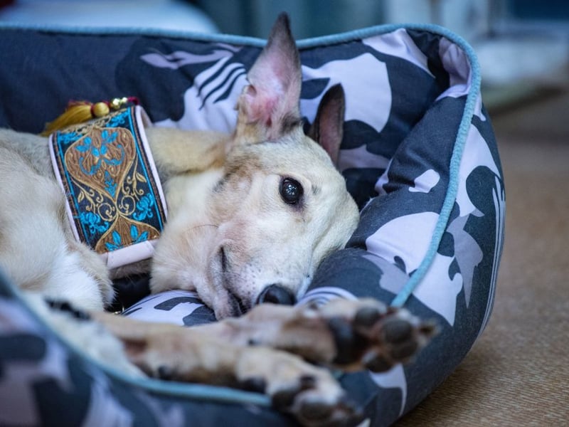 A lovely name for a lovely breed of dog - Belle comes fourth in our list. It's a French name meaning 'beautiful'.