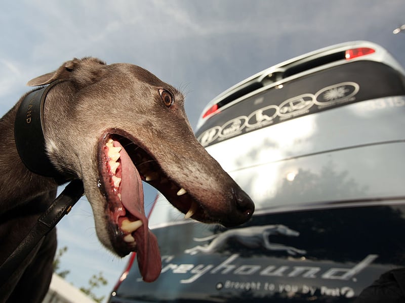 Another name meaning 'beautiful' - this time in Italian - comes in sixth for most popular Greyhound names. Bella also means 'devoted to god' in Hebrew.