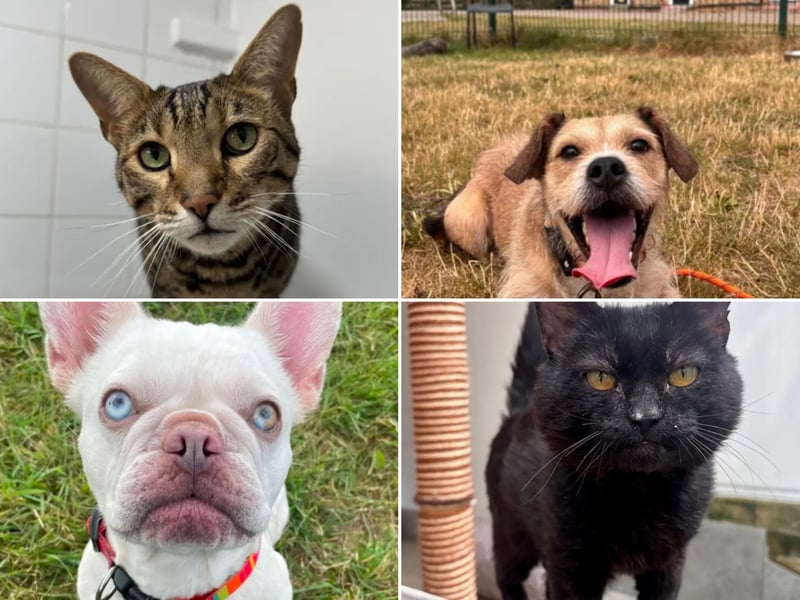 All these pets at Newcastle Dog & Cat Shelter are searching for a home.