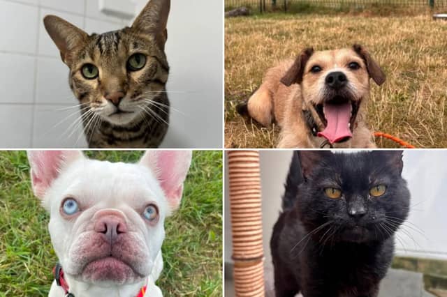 All these pets at Newcastle Dog & Cat Shelter are searching for a home.