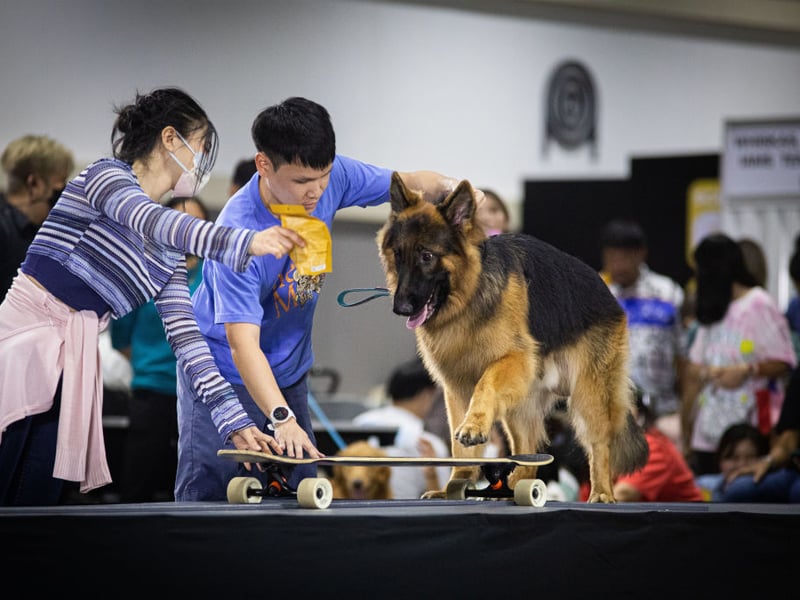 Whether it's sniffing out bombs for the army or controlling crowds for the police, German Shepherds are the bravest of all the dog breeds. As a family pet they will happily put their life on the line to keep you safe 