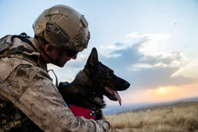 Some dogs are so brave they can even serve in times of war.