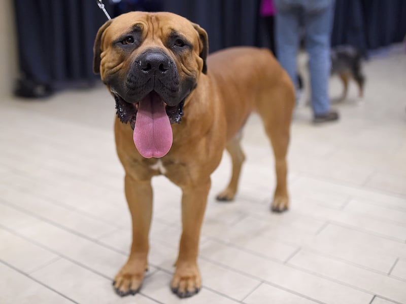 Also known as the South African mastiff, the Boerboel was used in its native South Africa to guard homesteads. They are one of the most powerful breeds of dog and fear nothing.