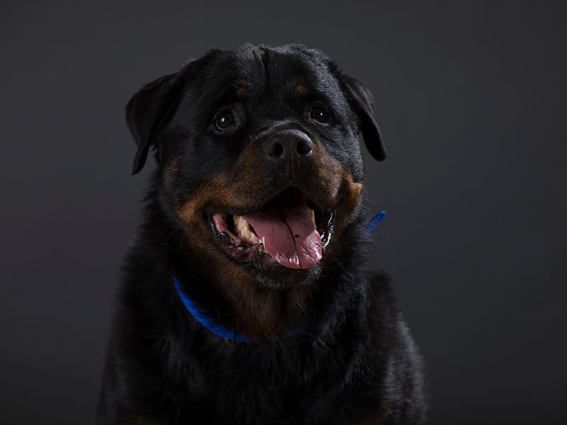 Often a misunderstood breed, the Rottweiler isn't overly-aggressive in normal curcumstances and can make a loving and gentle family pet. They are very protective though, and fear nothing, making them a buglar's worst nightmare. 