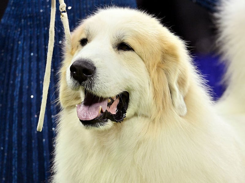 The Great Pyrenees is so brave it was historically used to protect livestock against ferocious wolves. They are now more common as family pets and get on particularly well with children.