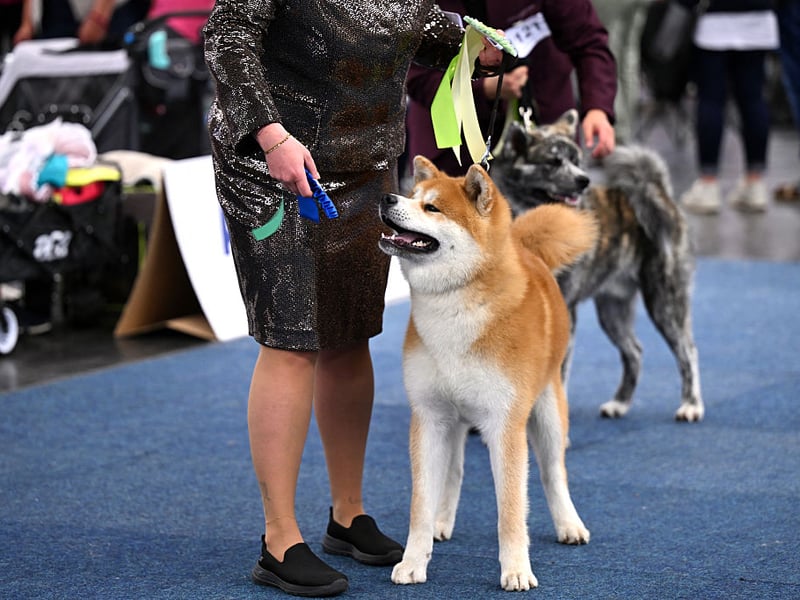 The Akita was bred to guard royal and noble households in feudal Japan. Today they are still known to never back down from anything or anyone that they perceive to be a threat to their family.