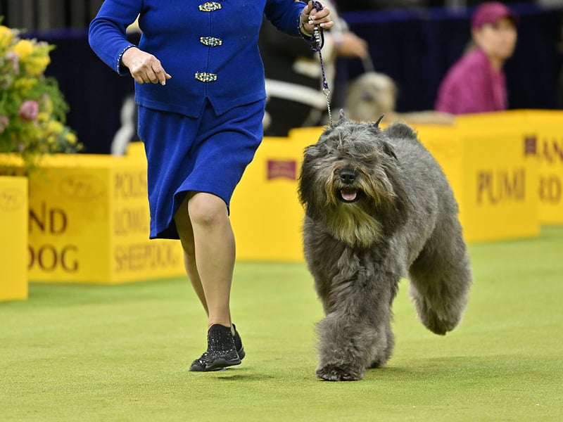 Used as a military dog in their native Belgium, the Bouvier des Flandres are strong-willed and so can be tricky to train. This same attribute makes them fierce protectors who will put everything on the line to keep their owners safe.