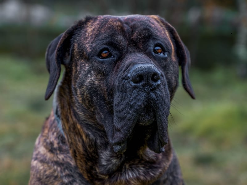 Affectionate and docile when relaxing with its owner, the Presa Canario becomes a completely different animal when threatened. Wary of strangers, it's a breed that can be aggressive and so is one probably best avoided when looking for a family pet. 
