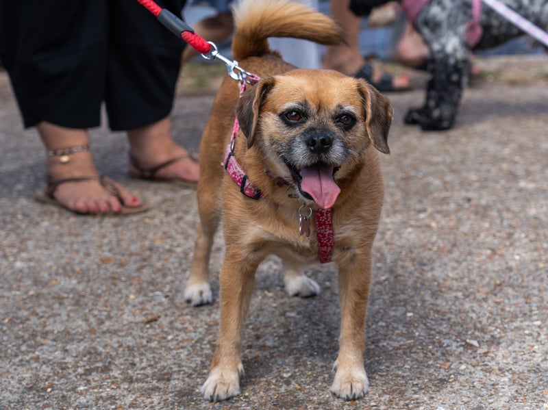 RSPCA Stubbington Ark Fete in Stubbington
