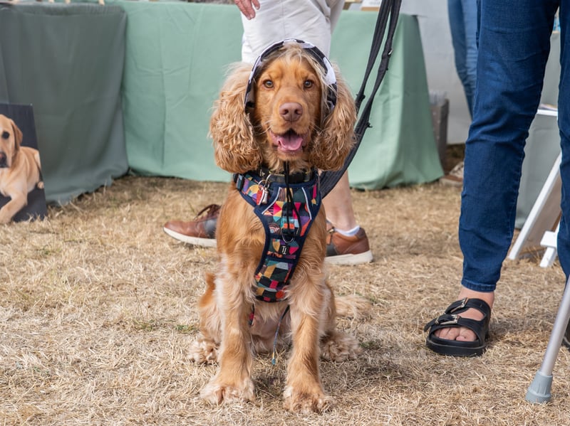 RSPCA Stubbington Ark Fete