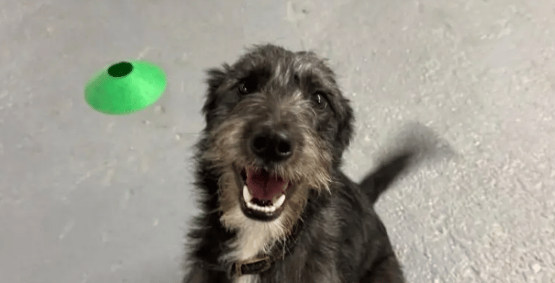 Ozzy is just the most adorable boy who is super friendly and affectionate, he is a bit of a Velcro dog and loves to be as close to people as possible, so if you like your dog like a shadow, then Ozzy may be the boy for you!