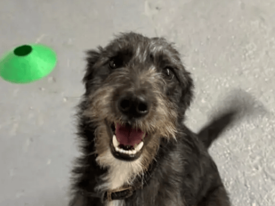 Ozzy is just the most adorable boy who is super friendly and affectionate, he is a bit of a Velcro dog and loves to be as close to people as possible, so if you like your dog like a shadow, then Ozzy may be the boy for you!