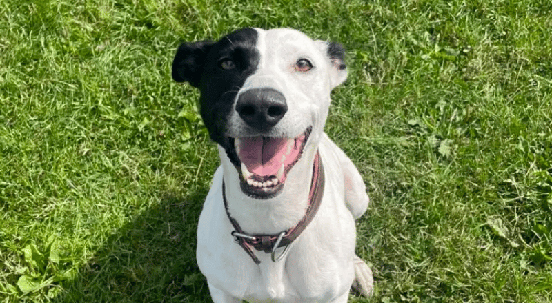 Bella is a lovely, energetic girl who is loads of fun to spend time with. She is super friendly and makes friends with everyone she meets really quickly, she sometimes has trouble keeping all four paws on the ground when she sees people!