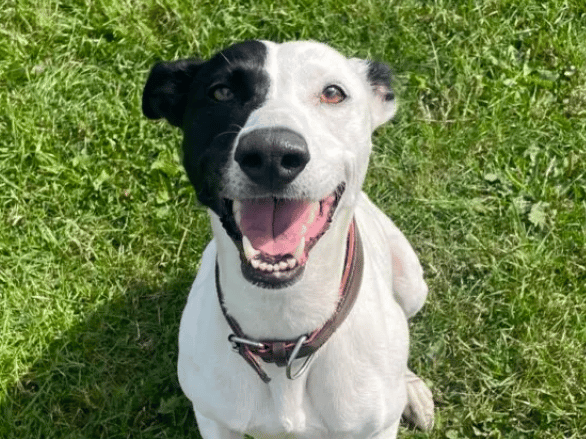 Bella is a lovely, energetic girl who is loads of fun to spend time with. She is super friendly and makes friends with everyone she meets really quickly, she sometimes has trouble keeping all four paws on the ground when she sees people!