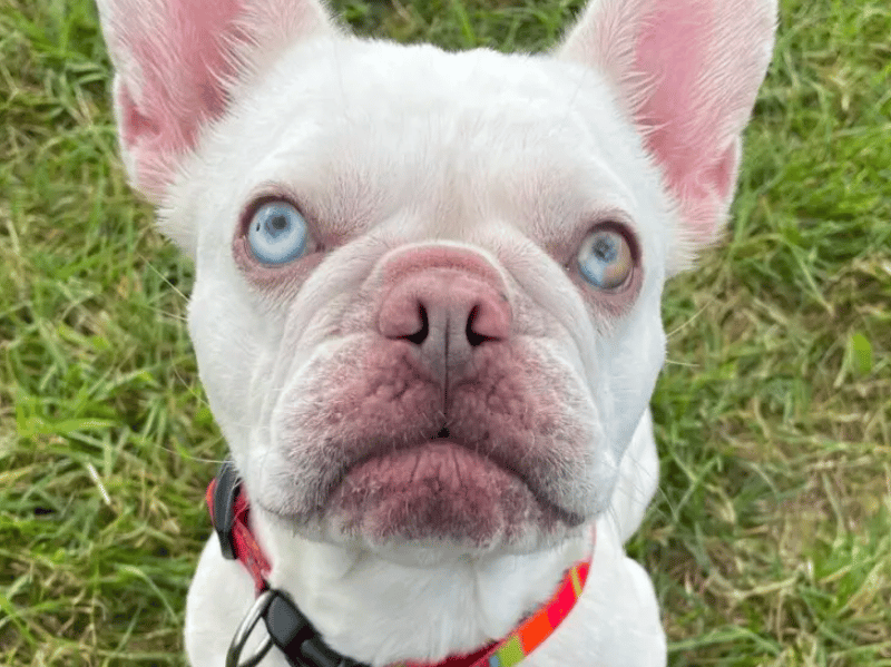 Daisy is the friendliest and sweetest girl. She absolutely adores her humans and will rush to greet everyone she sees, expecting lots of fuss and attention. Daisy, however, is not so keen on dogs and has shown signs of reactivity in the shelter which will need closely managed once home.