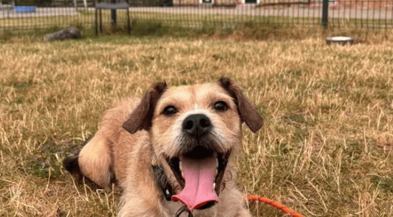 Ludo is a very special little guy, he is an affectionate and sweet boy who is great fun to be around, but can also be very anxious and seems to carry the weight of the world on his shoulders. Ludo’s new family will need to be experienced dog owners with lots of time and patience to help him overcome these worries.