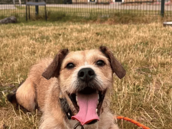 Ludo is a very special little guy, he is an affectionate and sweet boy who is great fun to be around, but can also be very anxious and seems to carry the weight of the world on his shoulders. Ludo’s new family will need to be experienced dog owners with lots of time and patience to help him overcome these worries.