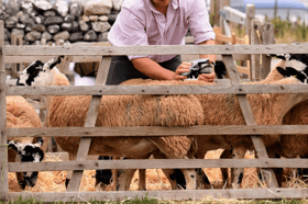 Sheep being handled