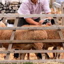 Sheep being handled