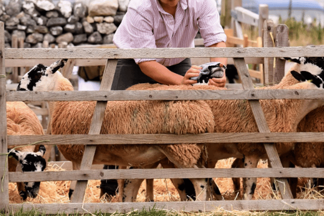 Sheep being handled