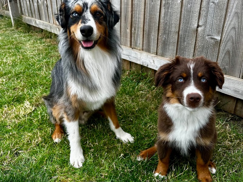 Copper and Rocket have been nominated for Leeds Top Dog 2026.