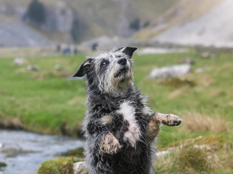 Leonard has been nominated for Leeds Top Dog 2026.