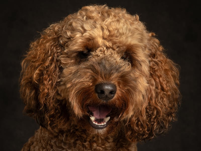 Paddy has been nominated for Leeds Top Dog 2026