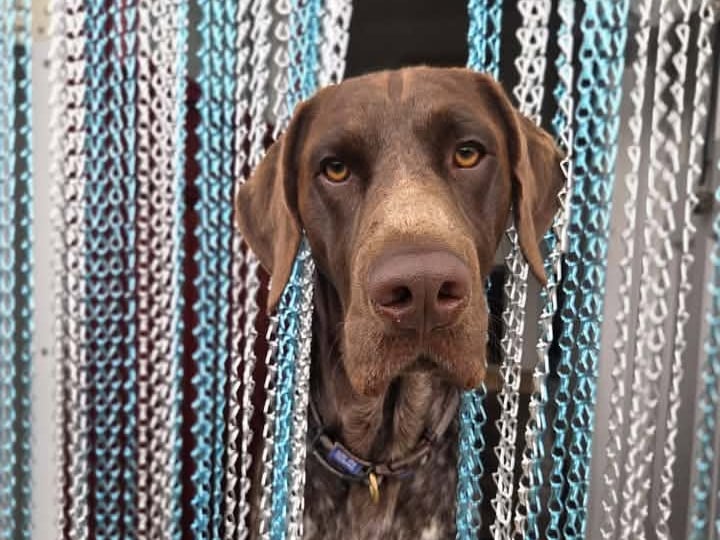 Bailey has been nominated for Leeds Top Dog 2026.