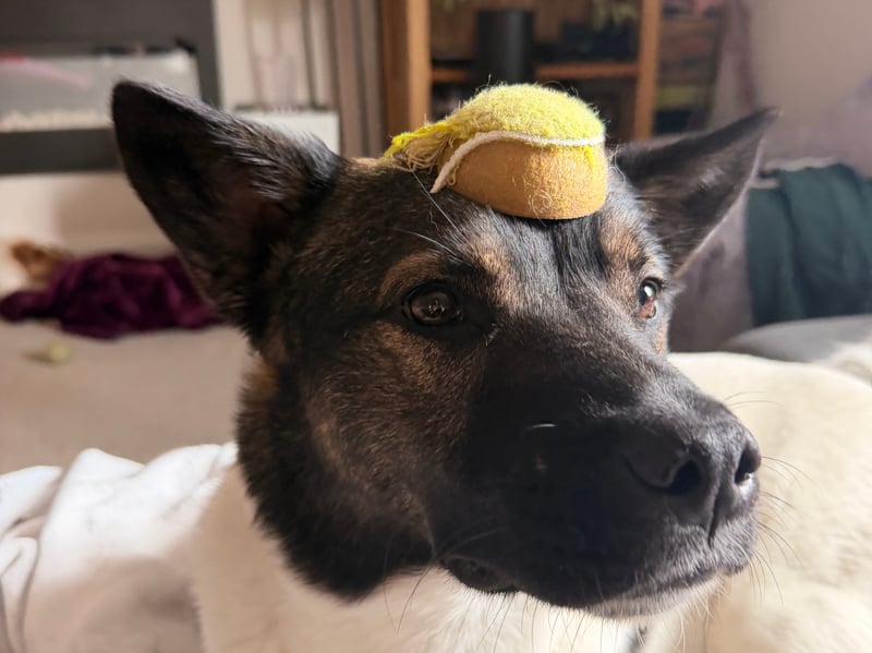 Zorro has been nominated for Leeds Top Dog 2026.