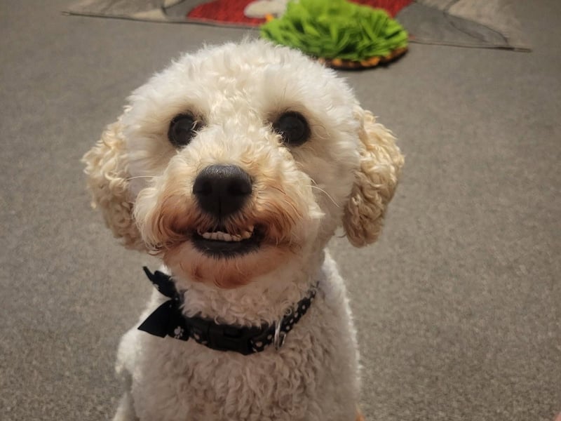 Casper has been nominated for Leeds Top Dog 2026. 