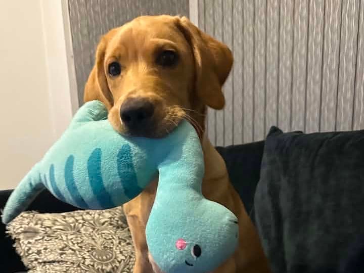 Crumpet has been nominated for Leeds Top Dog 2026.