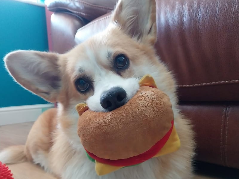 Bilbo Waggins has been nominated for Leeds Top Dog 2026. 