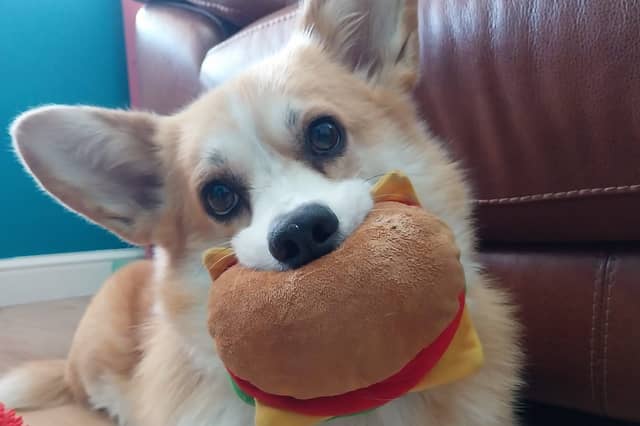 Bilbo Waggins has been nominated for Leeds Top Dog 2026.