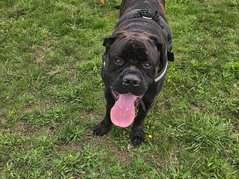 Chop has been nominated for Leeds Top Dog 2026.