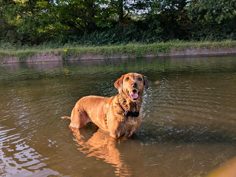 Kiki has been nominated for Leeds Top Dog 2026.