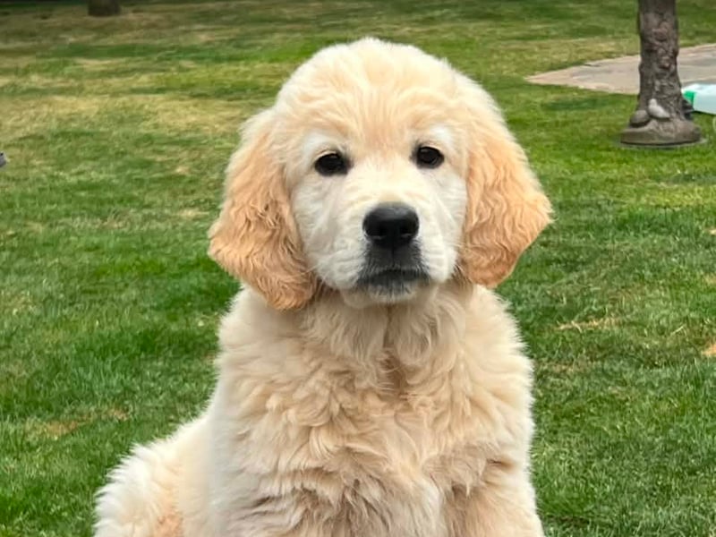 Lottie has been nominated for Leeds Top Dog 2026. 