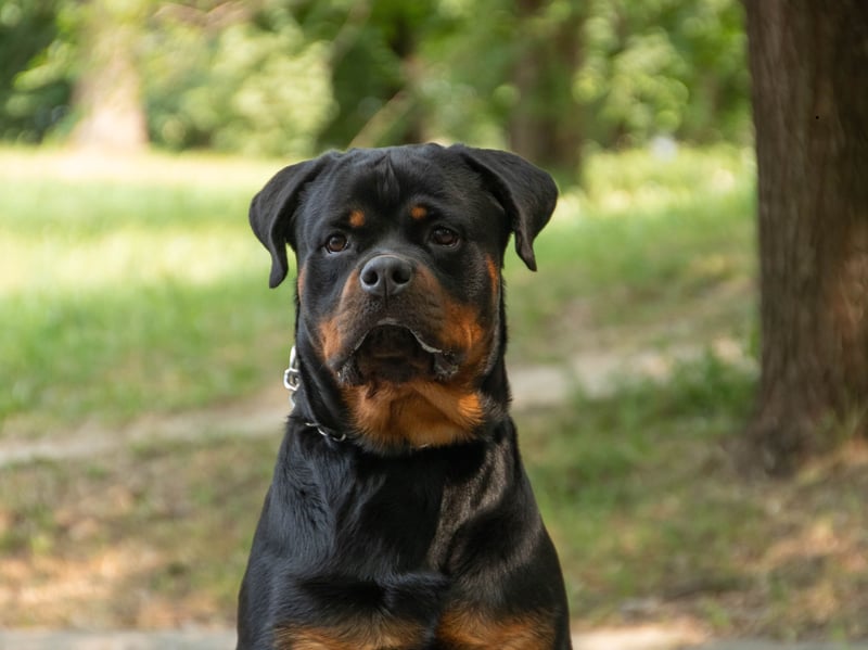 A breed that have, at time, got a bad reputation for being aggressive, a well-bred and trained Rottie will only demonstrate aggression when it, its home or its family are at risk. When not on duty they are calm, confident, loving and playful animals that make great family pets.