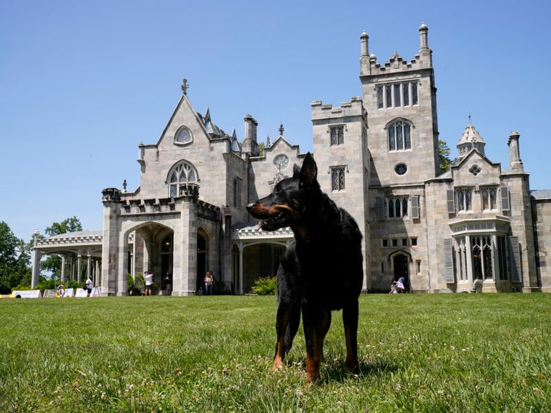 A fairly rare breed in the UK, the Beauceron was originally used to herd animals in its native Central France. Also known as the Bas Rouge, on account of its red 'stockings', its remarkably sensitive sense of hearing means it will be aware of an approaching threat while other dogs are still asleep. 