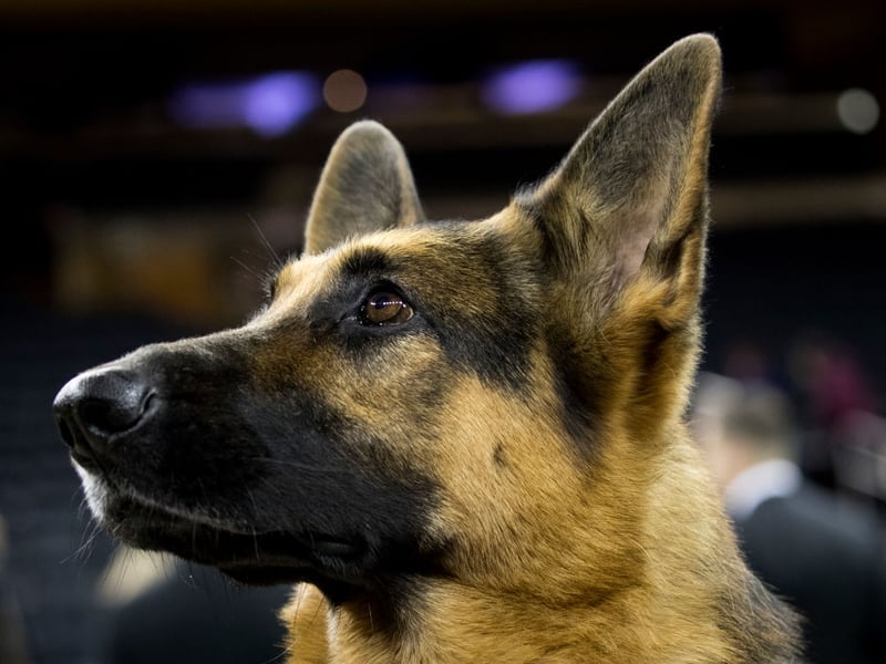 When most people think of a guard dog they are probably picturing a German Shepherd - and for good reason. Popular with the army and police, if one of these dogs don't want you around, you'll quickly know about it. On the flip side, they are also very affectionate dogs who are great with kids.