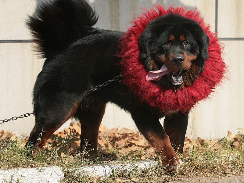 A lion would be a great animal to guard a house, but the authorities take a dim view of postmen being eaten. The next best thing is the luxuriantly-maned Tibetan Mastiff, with their distinctive thick coat designed for cold mountainous climates. Used to guard Tibetan temples in their native country, they will repel unwanted guests with extreme ferocity before cuddling up next to you on the couch.