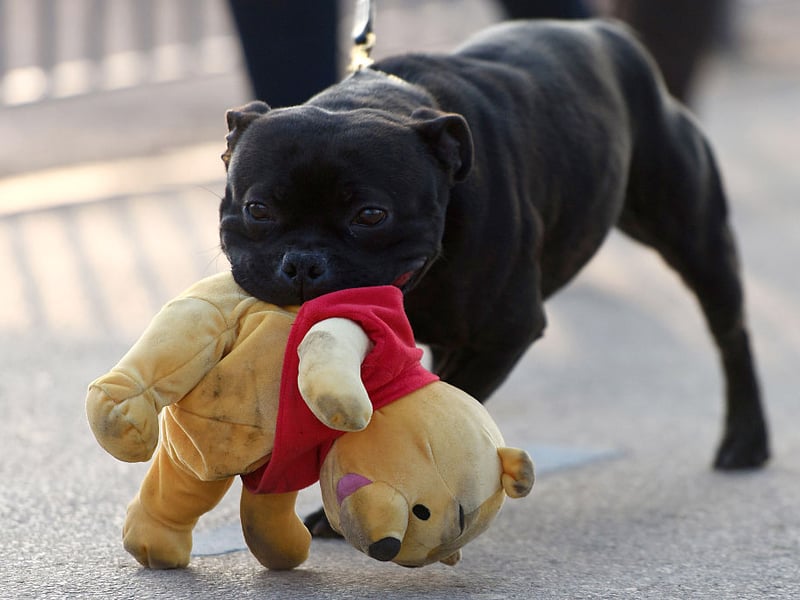 Britain loves a Staffy - they constantly feature in lists of the country's most popular dogs. Another breed originally bred to fight they now make brave, compact, muscular and tenacious guard dogs. They are also incredibly loyal and loving - but if they bite then they'll not be letting go in a hurry.