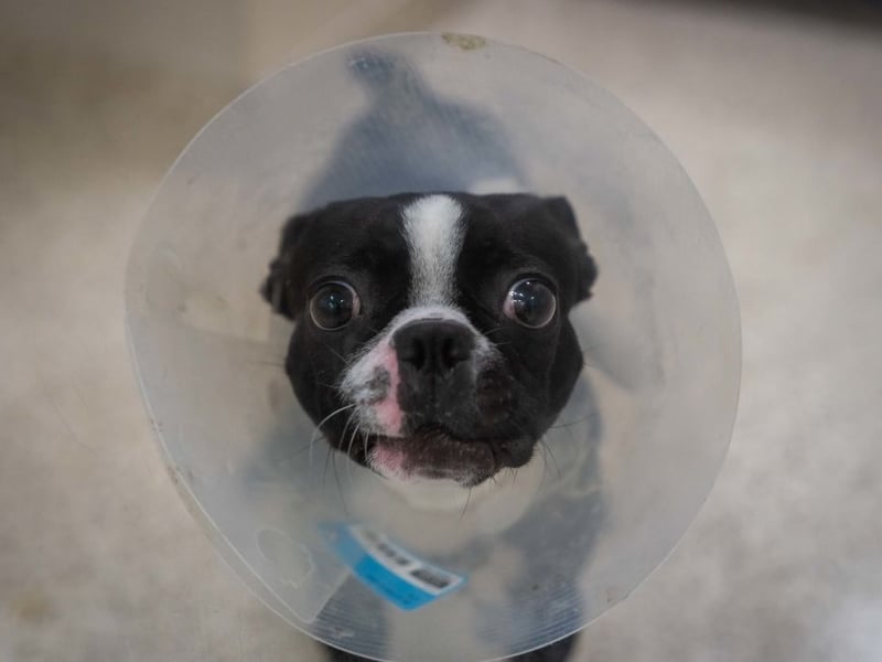 Another breed that proves great guard dogs come in all shapes and sizes is the scrappy Boston Terrier. These charmers are pretty much made of muscle and used to be used in dogfighting during less gentle times. Known as 'the American gentleman' due to their friendly personality, they'll be anything but gentle when it comes to protecting their territory.
