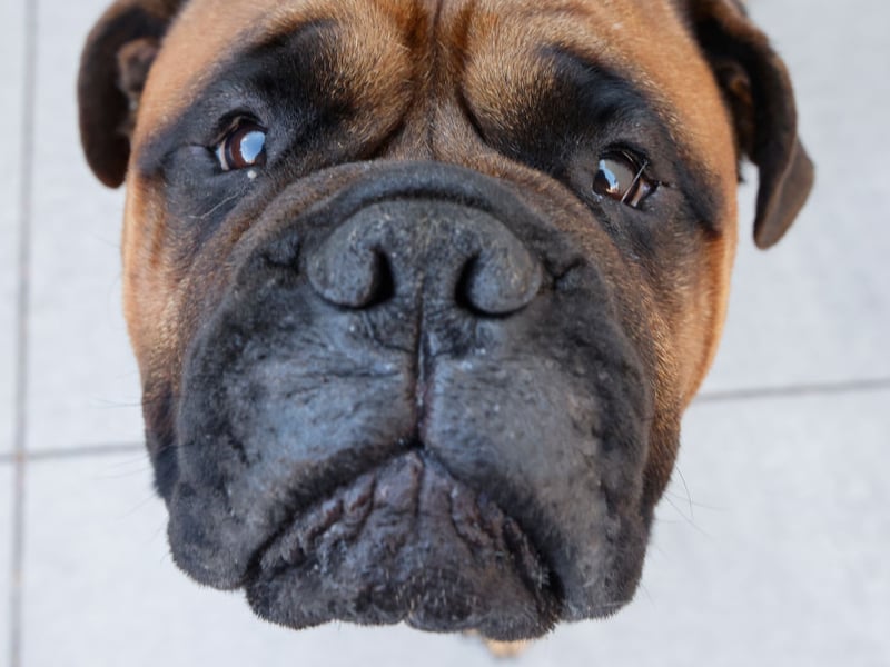 The mere sight of a Bullmastiff should be enought to put an intruder off. They have a fearsome reputation which comes from their former job of guarding estates for 19th-century gamekeepers. When not on security patrol they are affectionate and chilled, although don't suit multi-pet households. They like being top dog too much.