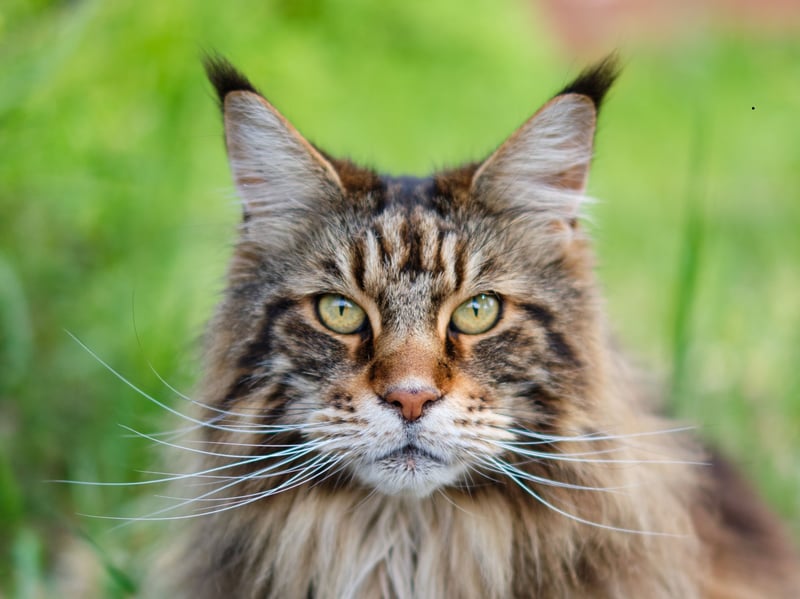 Known as the gentle giant of the cat world, Maine Coons are relaxed, confident, and sociable. It's that easygoing nature that means they are highly likely to tolerate energetic dogs - even forming friendly relationships with equally understanding canines.