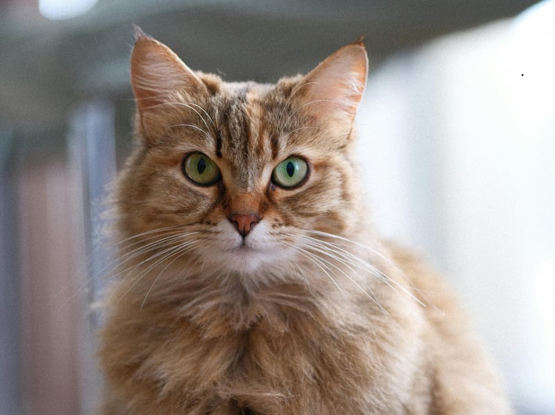 Siberians are affectionate, playful, and adaptable. They often enjoy social interaction and can bond with dogs that respect their space, making them strong candidates for mixed-pet households.