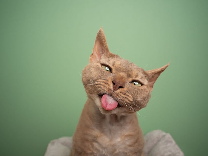 Playful, mischievous, and highly social, Devon Rex cats often behave in ways people describe as dog-like - so it's no surprise that they can form strong bonds with canine housemates.