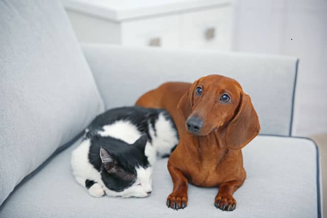 Cats can often get along very well with dogs.