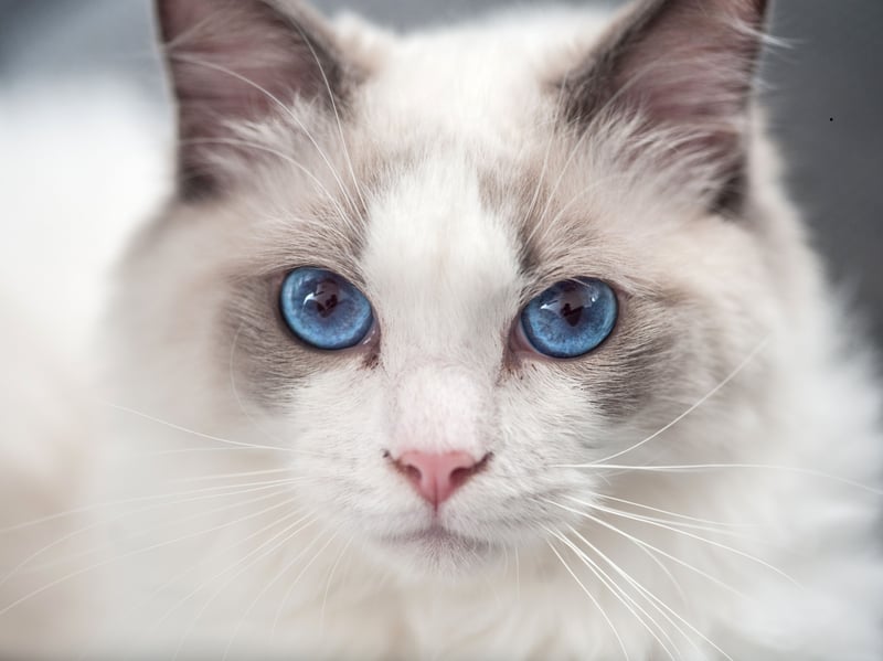 Ragdolls are famously calm and affectionate. They tend to be less territorial than many cats, making them more accepting of dogs. Their general chilled demeanor means they are unlikely to rile doggy housmates up. 
